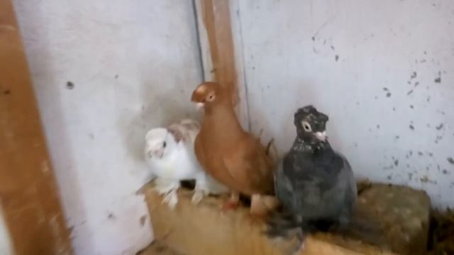 Скрещивание разных пород смотреть онлайн