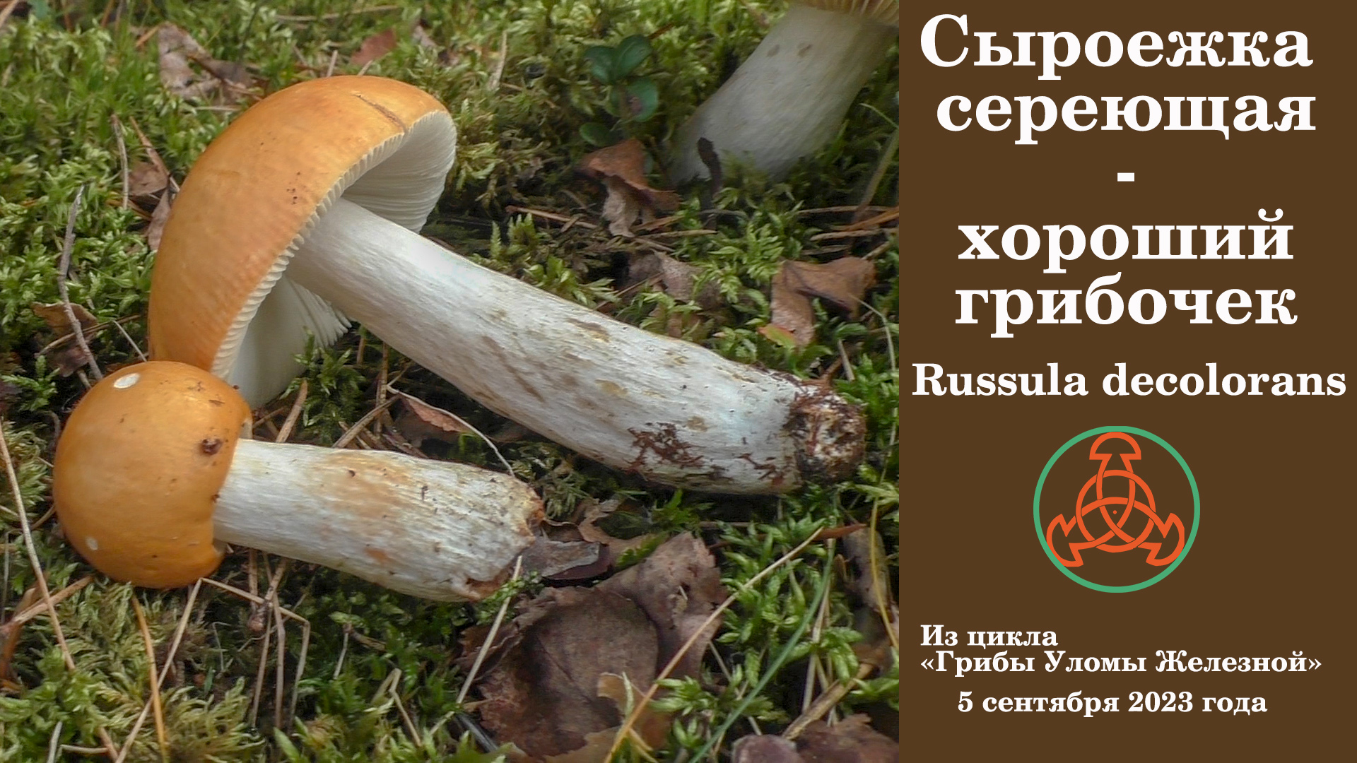 Сыроежка сереющая - хороший грибочек. Russula decolorans.