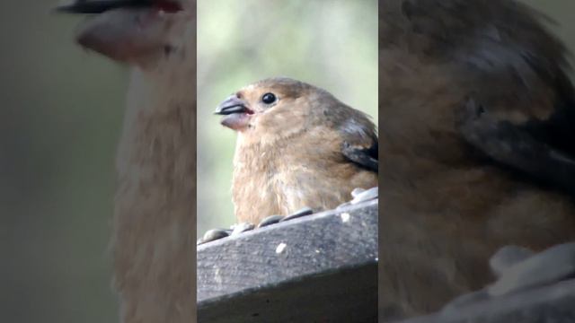 Птенец снегиря учится есть семечки