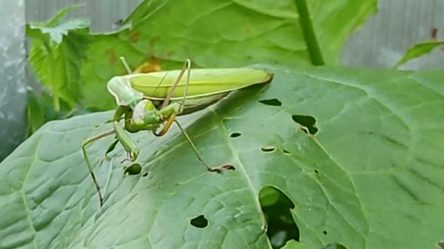 Богомол в теплице, откуда он взялся в Ивановской области!? смотреть онлайн