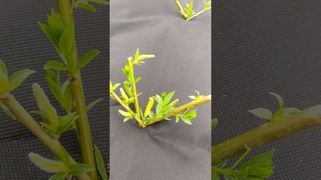 Цветение черенка ивы волчниковой. Как определить качество черенка. смотреть онлайн