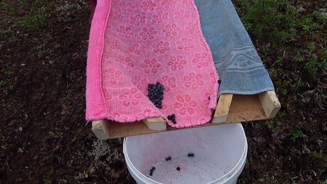 Сбор Черники! Очистка Ягоды с помощью доски и полотенца ,Приозерский район 27 июля 2022!!!