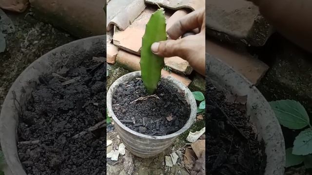 dragon tree смотреть онлайн