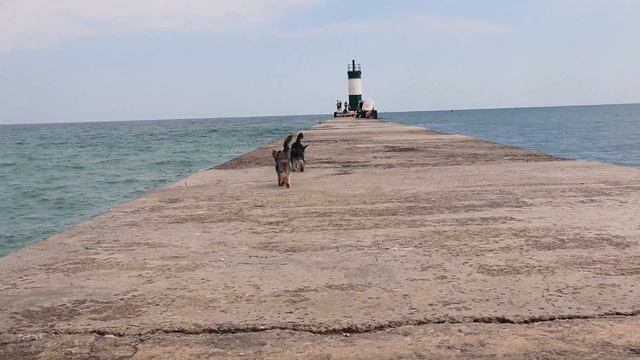 DogVlog. Стэйси прыгнула с пирса! Поездка в Рыбный порт на шашлык с йоркширскими терьерами (Одесса) смотреть онлайн