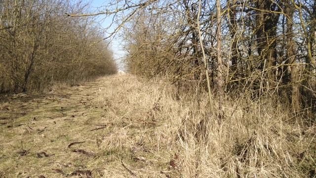 Говения сладкая (Hovenia dulcis) после зимы. смотреть онлайн