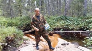 Морошка-золотая ягода Севера. Как растёт морошка. Как собирают морошку.