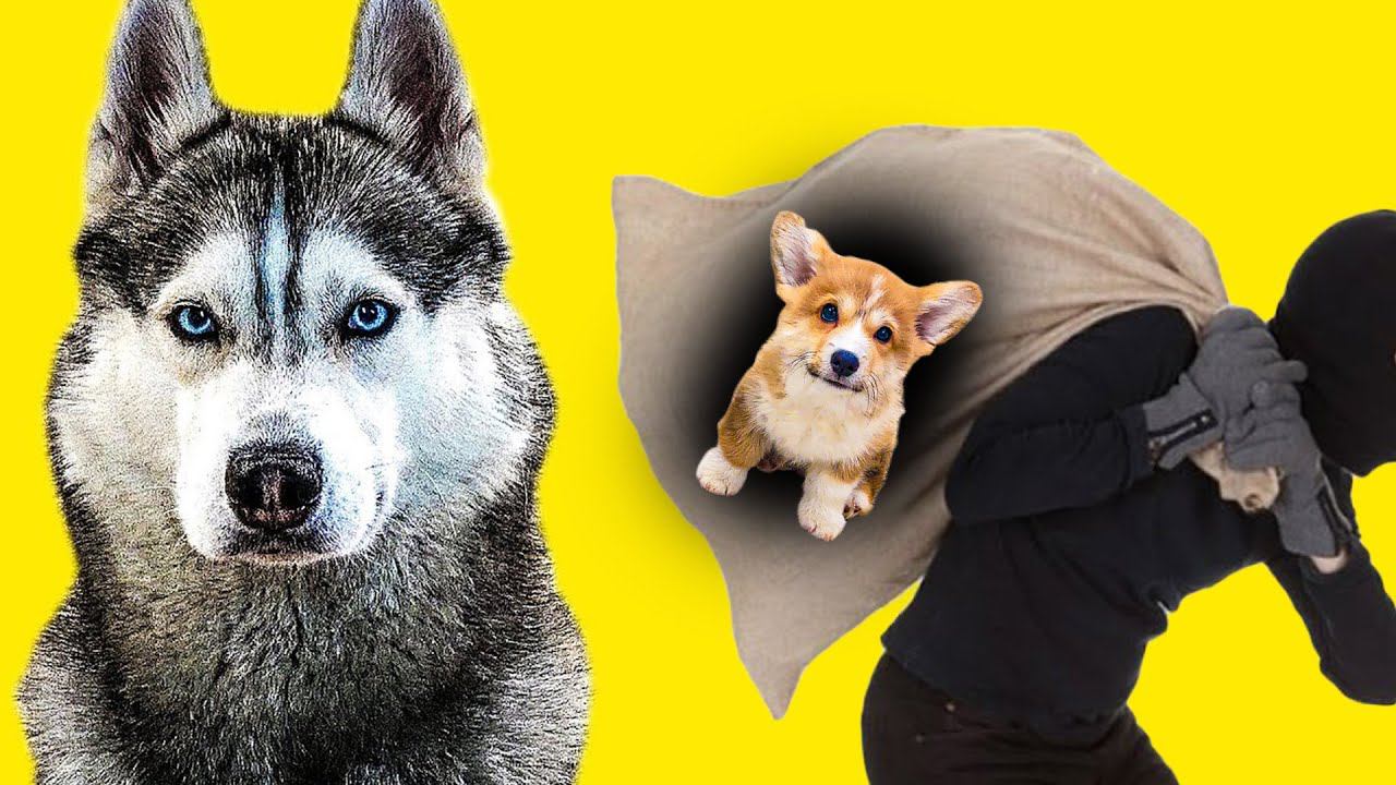 ЩЕНКА КОРЖИКА УКРАЛИ!! (Хаски Бандит) Говорящая собака смотреть онлайн