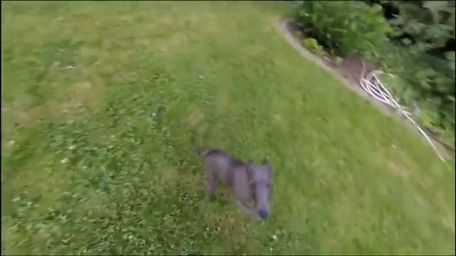 Puppy happiness! Stupor Mundi KAIYAH - 5 months old Italian Grehound смотреть онлайн