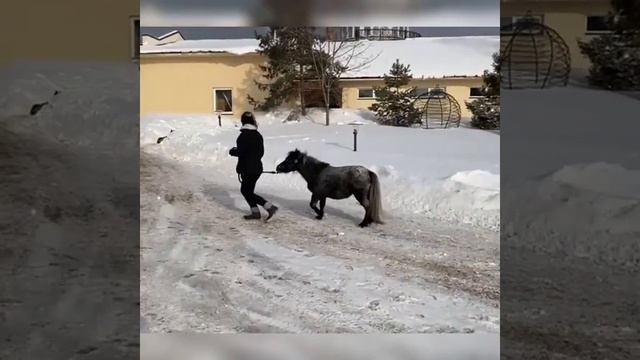 На продажу кобыла аппалуза мини-пони смотреть онлайн