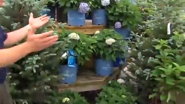 Hydrangea week v.2 смотреть онлайн