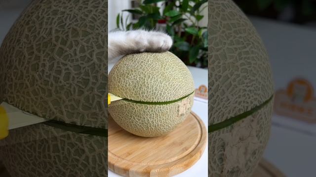 “Chef Cat ChangAn” Yummy Recipes In JUNE?(ASMR) | Easy Food Recipes | Cat Cooking-TikToks смотреть онлайн