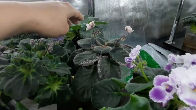 Путь цветущей Фиалки Каналу 1 годик!!! Что было за кадром, какие планы и тд. Обзор цветочной комнат смотреть онлайн