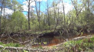 Ловля ручьевой форели в Ленинградской Области