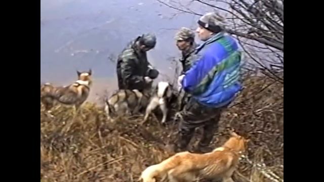 Охота на медведя с лайками. Легендарное видео с Шорохом Удмуртского питомника ЗСЛ смотреть онлайн