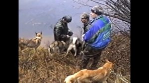 Охота на медведя с лайками. Легендарное видео с Шорохом Удмуртского питомника ЗСЛ