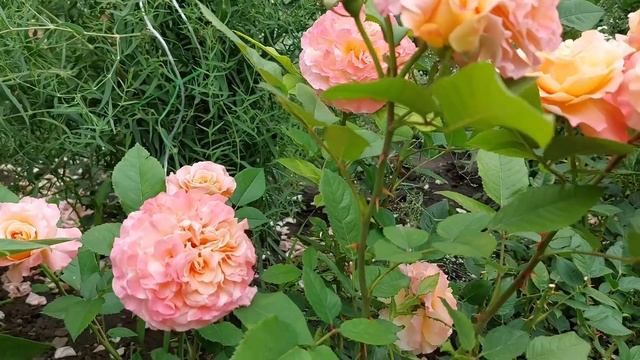 Система подкормки роз смотреть онлайн