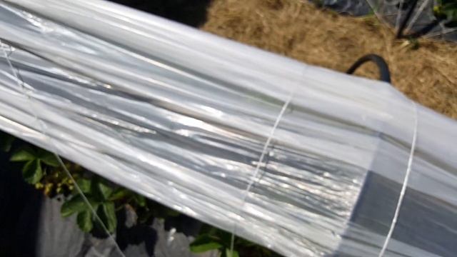 Обзор ранних сортов Сирия и Эльвира. смотреть онлайн