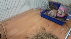 КРОЛИК БАФФИ ГОТОВИТСЯ К ПОЯВЛЕНИЮ КРОЛЬЧАТ. Родильный дом кролика первый день