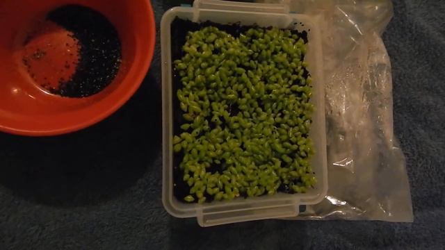 ARIZONA SAGUARO CACTUS SEEDLINGS смотреть онлайн