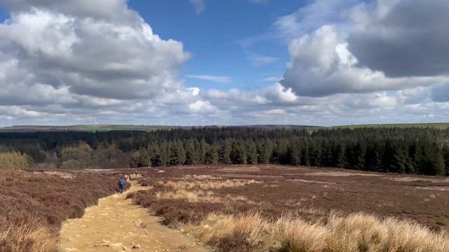 Водный резервуар Хвойный лес Вереск Йоркшир смотреть онлайн