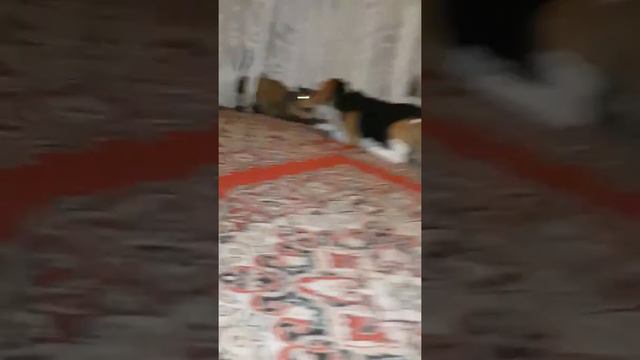 Бигль. Хантер и Боня. смотреть онлайн