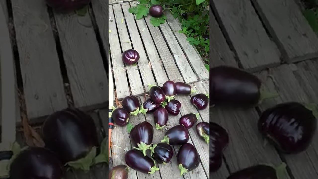 БАКЛАЖАНЫ сорт ДРАКОША. Выращивание в ОТКРЫТОМ ГРУНТЕ из своих семян показываю и анализирую смотреть онлайн