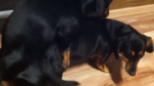 Вязка таксы Джой и Ника