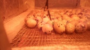 Наклев перепелов на 16 день инкубации