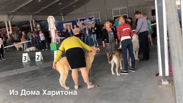 Выставка собак. Владивосток. 28 сентября 2019 г. смотреть онлайн