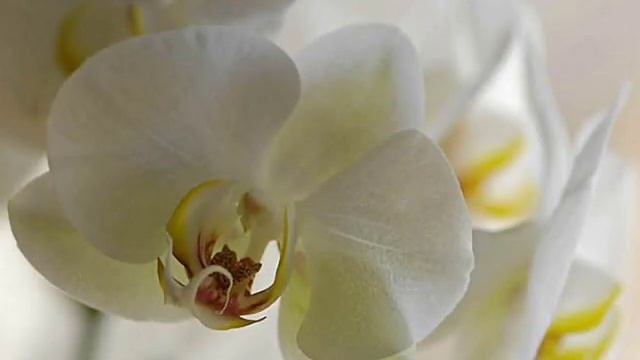 Andre Rieu Je t'aime смотреть онлайн