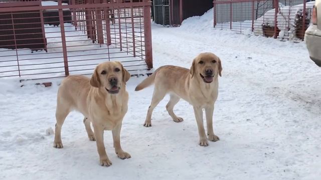 лабрадоры / SHATSKIKH`S DOGS / Тренировки / Выдержка.