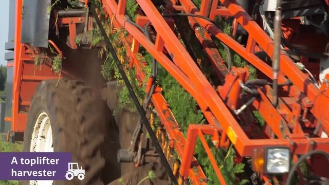 Crunchy Carrots: from farm to fork смотреть онлайн