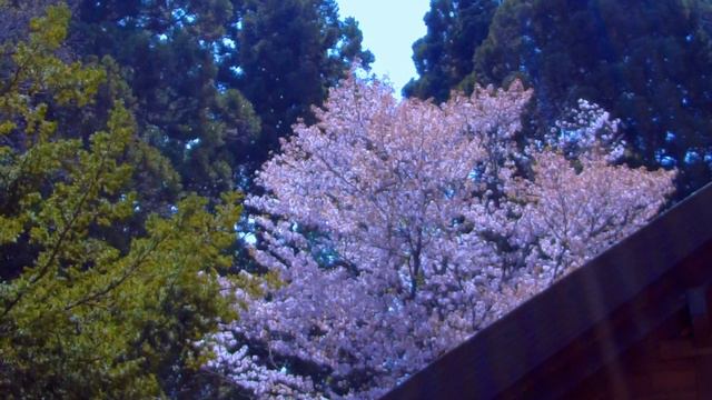 Japanese Beautiful Cherry Blossom “Sakura” Sapporo Hokkaido(Maruyama Park) 北海道のお花見散歩（札幌/北海道神宮・円山公園） смотреть онлайн