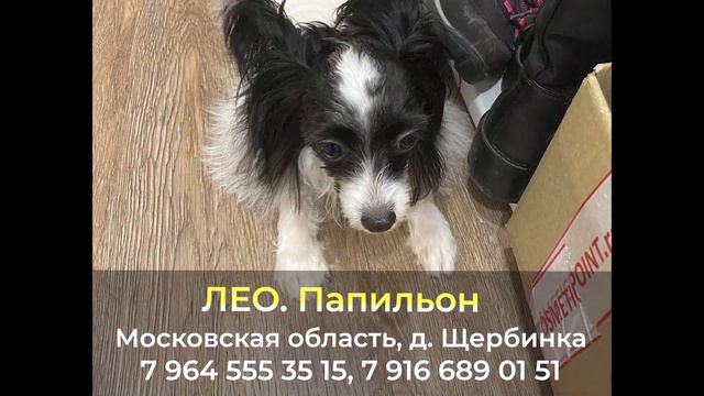 Пропала собака ! ЛЕО , Московская область , д. Щербинка смотреть онлайн