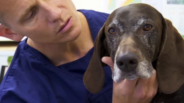 Huge Mass Is Too Close to Jugular Vein!! 💔 Bondi Vet Clips | Bondi Vet смотреть онлайн