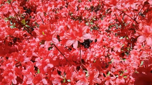 Музыка для исцеления души и тела | Мантра для Очищение ауры смотреть онлайн