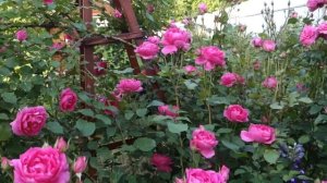 Розовая плетистая роза. Пинк Клод