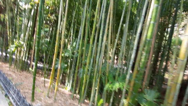 ДЕНДРАРИЙ СОЧИ 2020 🌴 БАМБУК 🎋 ПОДВЕСНОЙ МОСТ 🌱🌲🌳🌴🌵 ОПЯТЬ ЛАЗАЮ ПО ГОРАМ смотреть онлайн