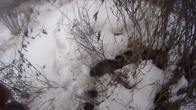 Охота на бобра зимой.Часть 3.Кто кого. смотреть онлайн
