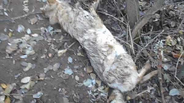 Ловля волков петлями.Catching wolves loops.