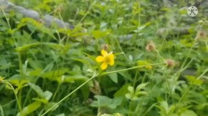 Гравилат городской - растение с ароматом гвоздики