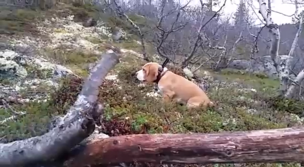 Бигль и бигль. Когда у тебя очень скучный друг