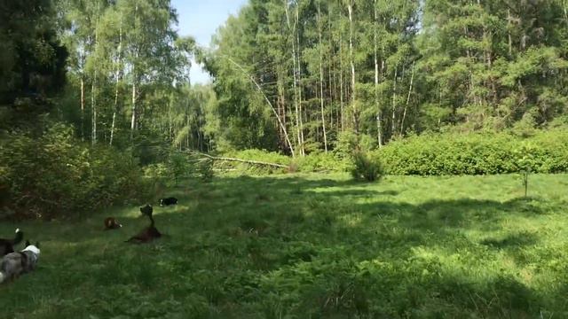 Жаркая прогулка с корги)) смотреть онлайн