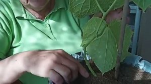 553. Огурцы на окне, балконе и в теплице...пятна на листьях?