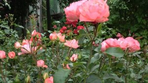 Роза Сады Франции . Мейян. Цветение в конце июня и спустя месяц