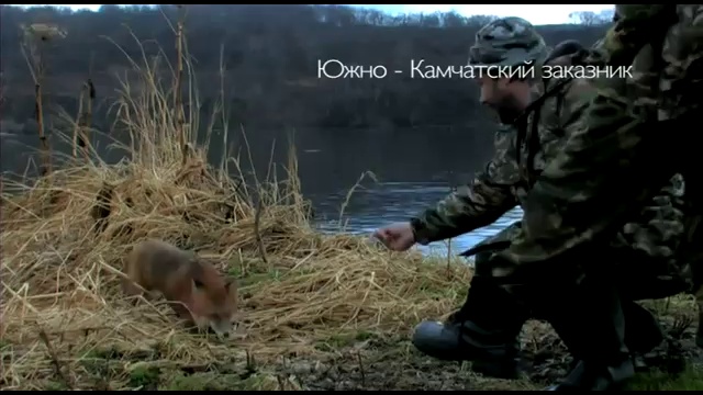 Лиса и кот смотреть онлайн