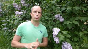 Почему нельзя ломать сирень в городе? Миф о том, что сирень лучше растёт,если её ломают.