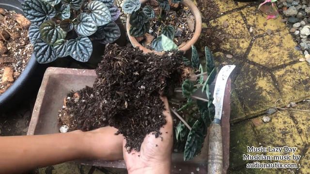 Salad of plants | Peperomia Caperata | Crumpled peperomia | Salad of Peperomias смотреть онлайн