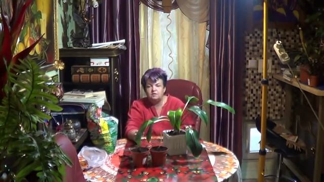 Эвхарис. От чего Погибает эвхарис .  Как Ухаживать За Амазонской Лилией , Чтобы она Цвела?