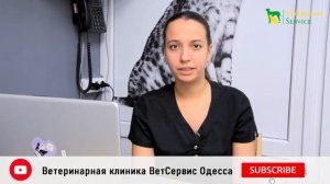 Как часто купать кошек?